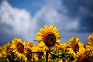 buy solar leads
